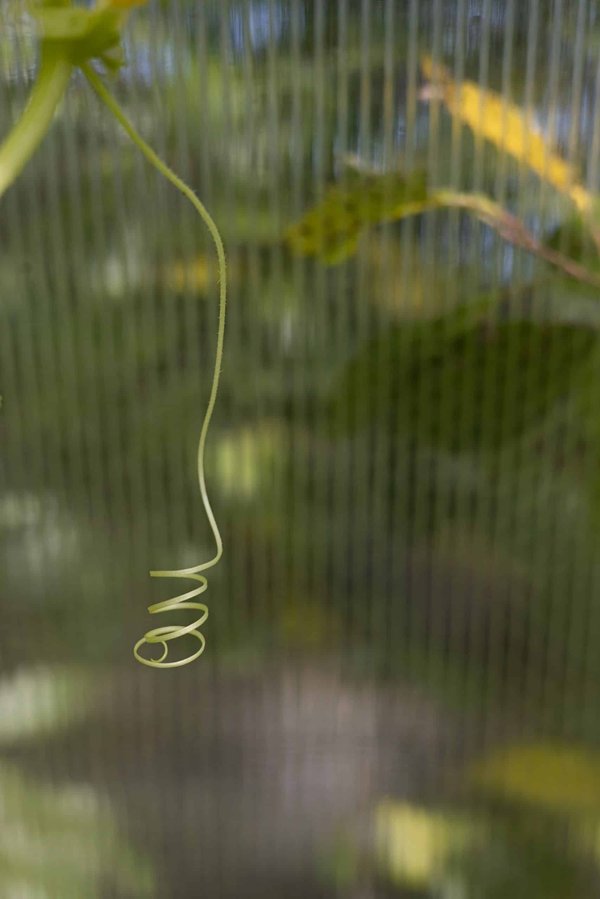 How to Accustom a Rescue Greyhound to Apartment Living?